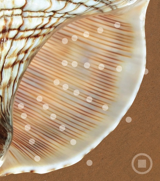 Listening to Conch Shell